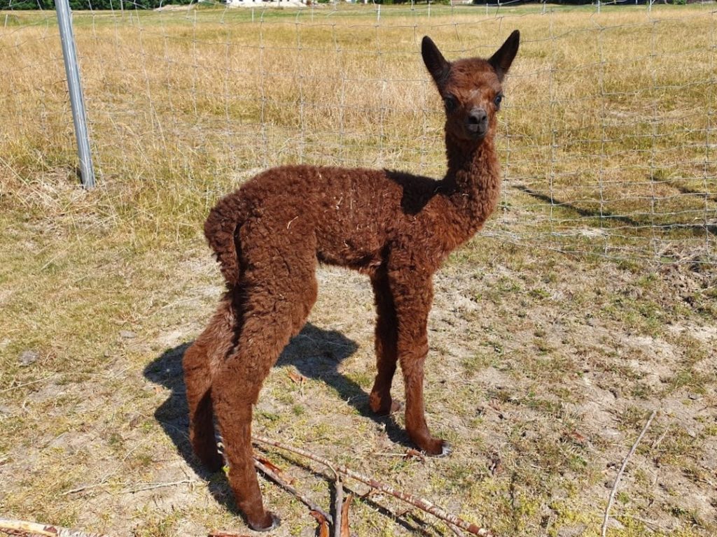 Kornberg Bella Vittoria Kornbergalpakas Alpakas aus Oberfranken